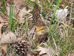 Quelques morilles