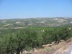 Champs d'oliviers