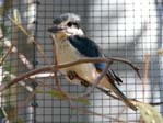 Martin-chasseur sacré (Sacred Kingfisher) Kookaburra