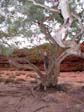 Kings Canyon