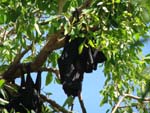Chauve-souris